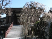 しだれ梅が八分咲