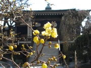 今年の蝋梅