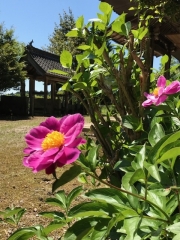 千林寺のシャクヤク