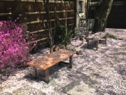 桜のじゅうたん