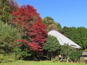 紅葉真っ盛り