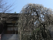 満開のしだれ梅