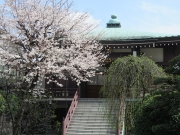 桜が満開2018