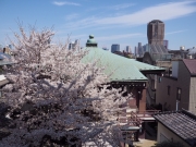 桜が満開2019