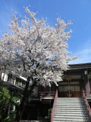 桜が満開